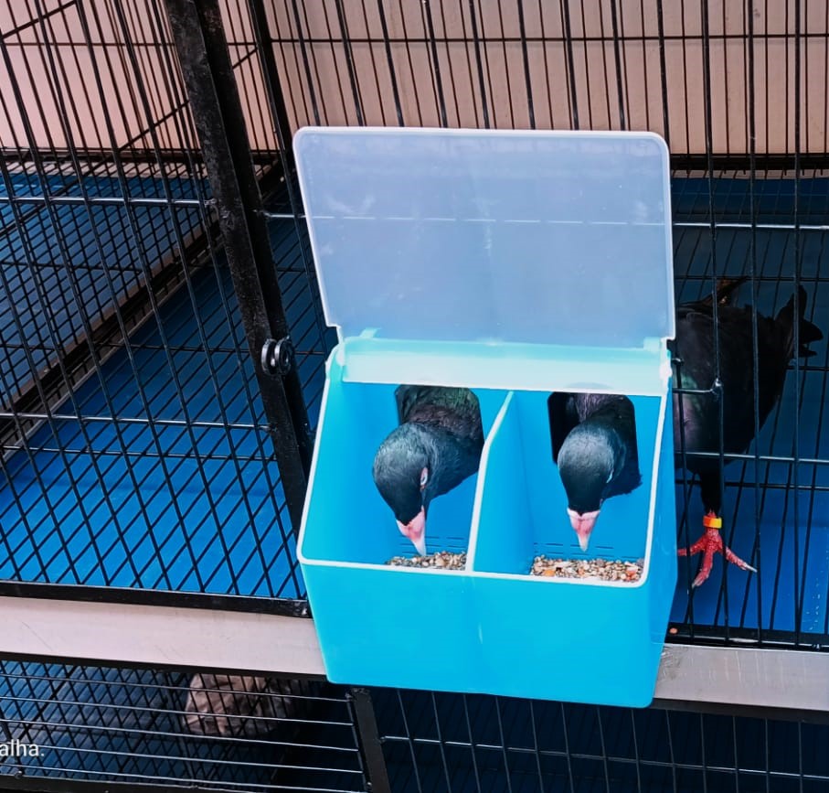 3 pcs -Two Hole Feeder Bird Feeder &* Drinker Box Poultry, Chicken, Pigeon, Hen, Imported