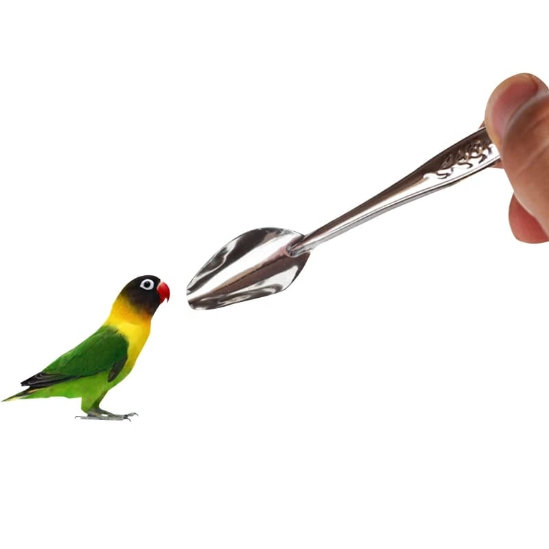 Pets Baby Bird Pointed Feeding Spoon Stainless Steel Milk Medicine Parrot Feeder for All Baby Bird