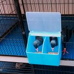 3 pcs -Two Hole Feeder Bird Feeder &* Drinker Box Poultry, Chicken, Pigeon, Hen, Imported