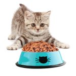 16cm - Small Stainless Cat Bowls Pet Steel Bowl Set Food Water Bowl for Dogs and Cats Anti-skid