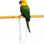 Bird Parrot Foot Chain Stainless Steel Ankle Foot Ring Outdoor Flying Training Chain For Cockatiel Parakeet Bird Stand Anklet