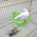 Canary Nest Cage decorative cages bird eggs Nest Pan Pet Birds Hatching Tools pet Supplies