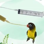20cc Pets Baby Bird Pointed Feeding tool Milk Medicine Parrot Feeder for All Baby Bird
